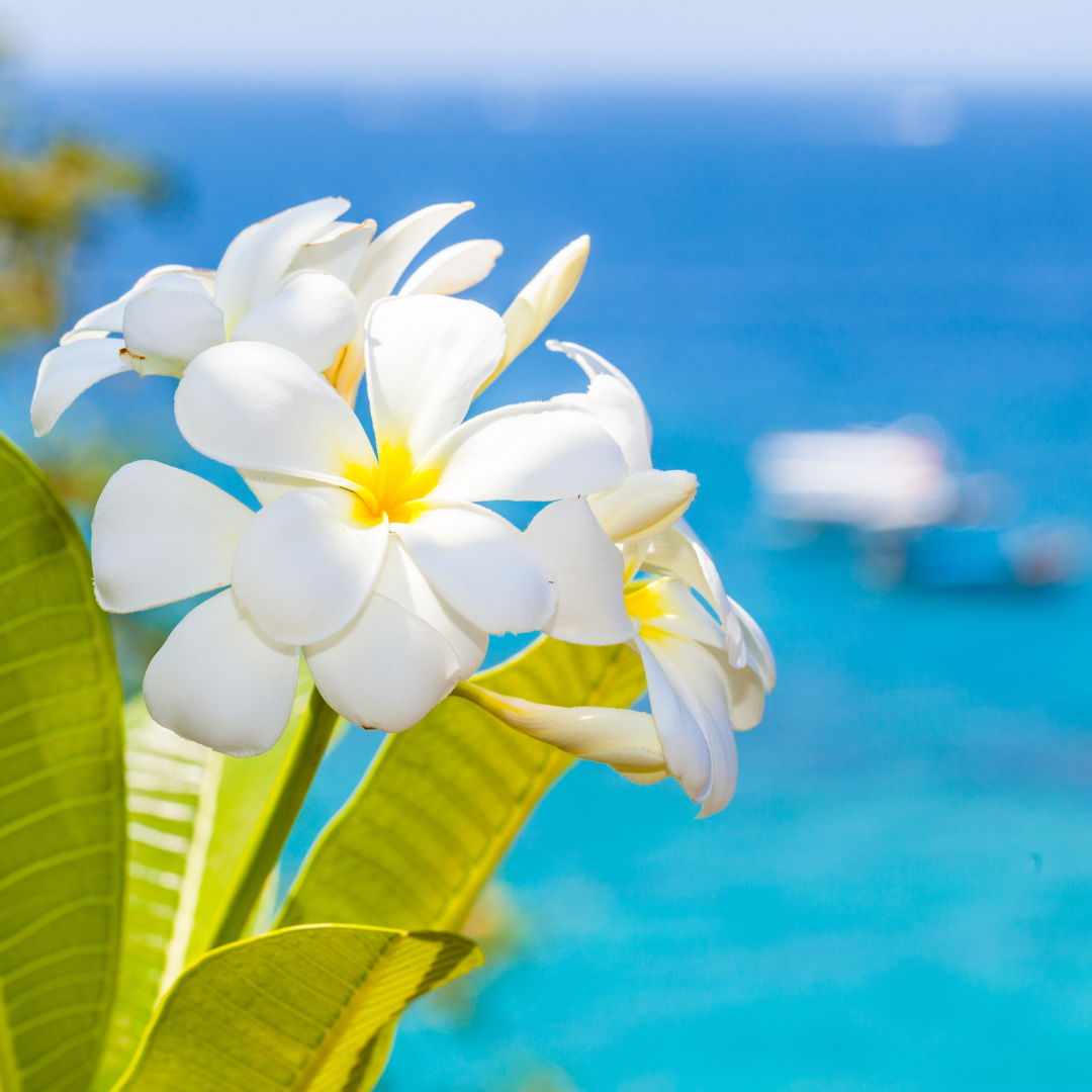 Island Jasmine 16oz Candle