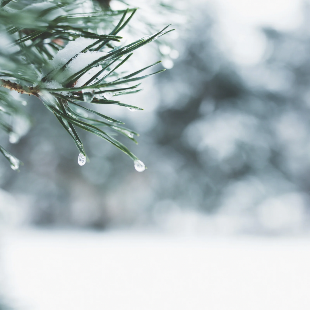 Winter Wonderland 16oz Candle