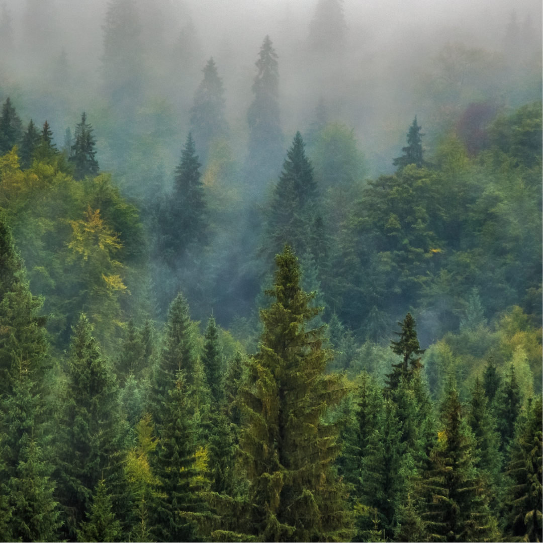 Fresh Balsam 16oz Candle