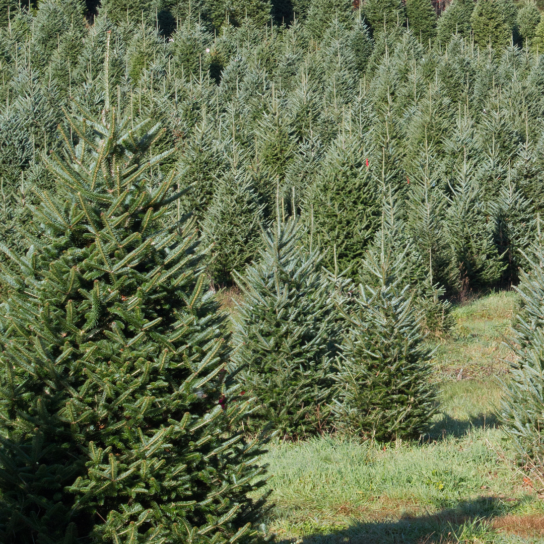 Christmas Tree Farm 16oz Candle