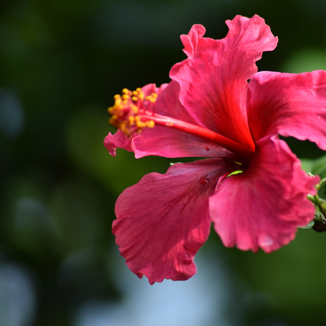 Hibiscus Wax Melts