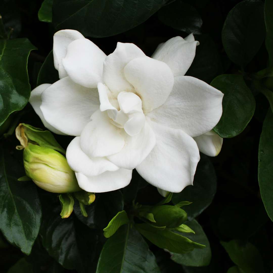 White Gardenia 16oz Candle