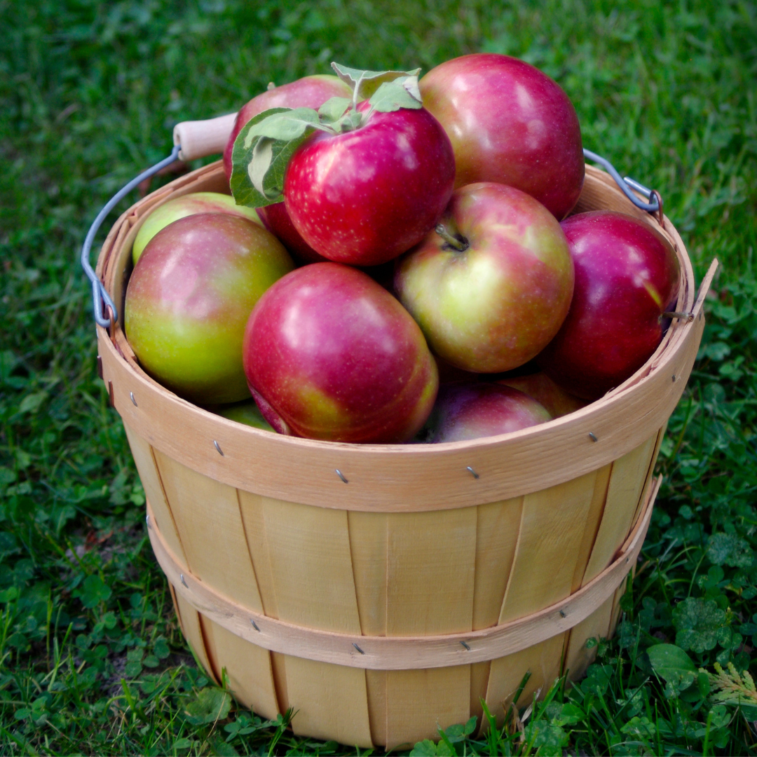 Macintosh Apple 16oz Candle