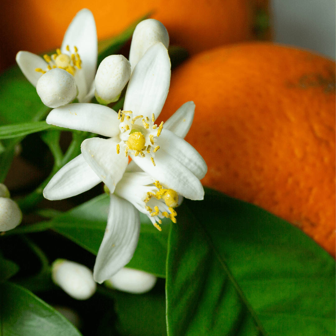 Orange Blossom Soy Candle - Anderson Hill Candle Co.