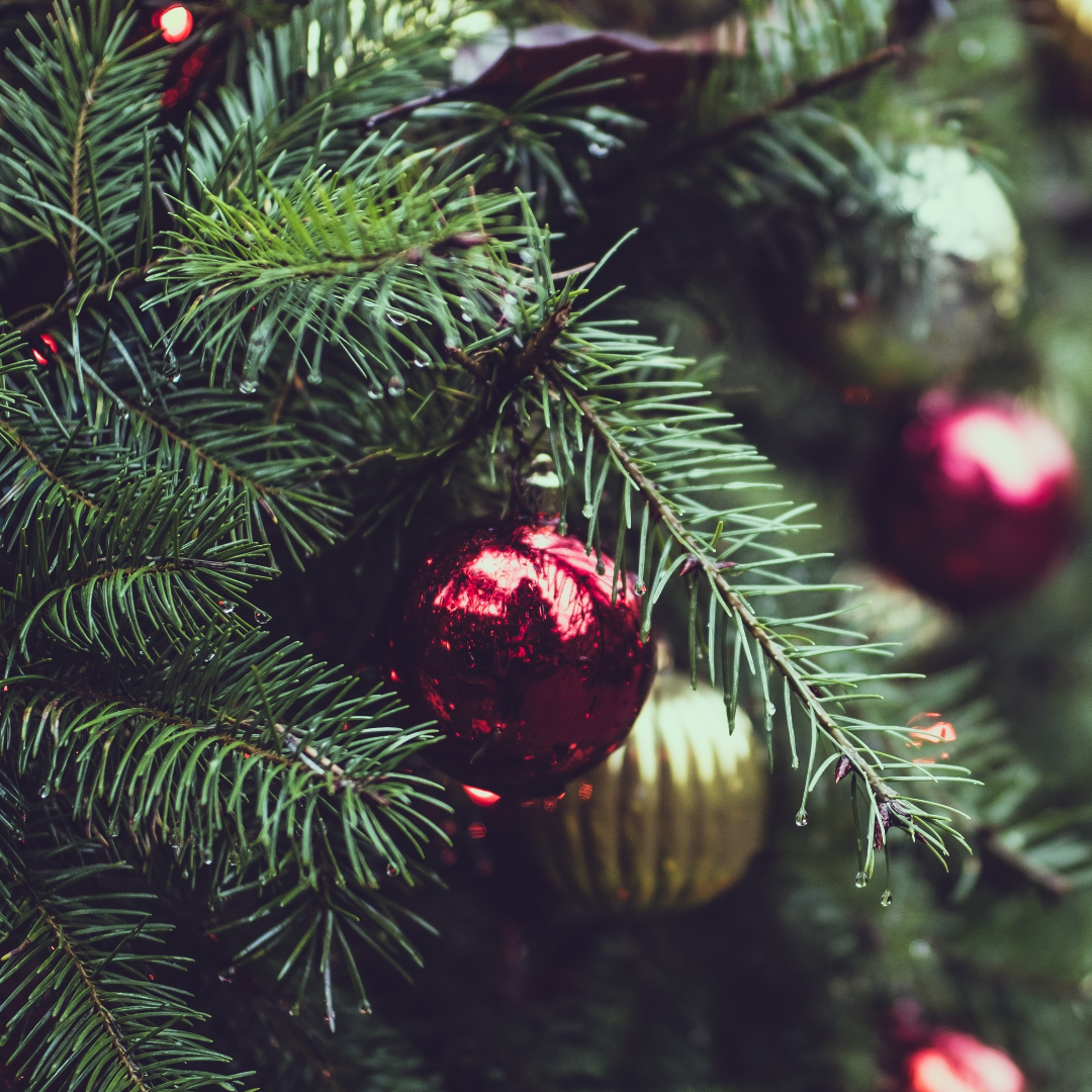 Fraser Fir Collection