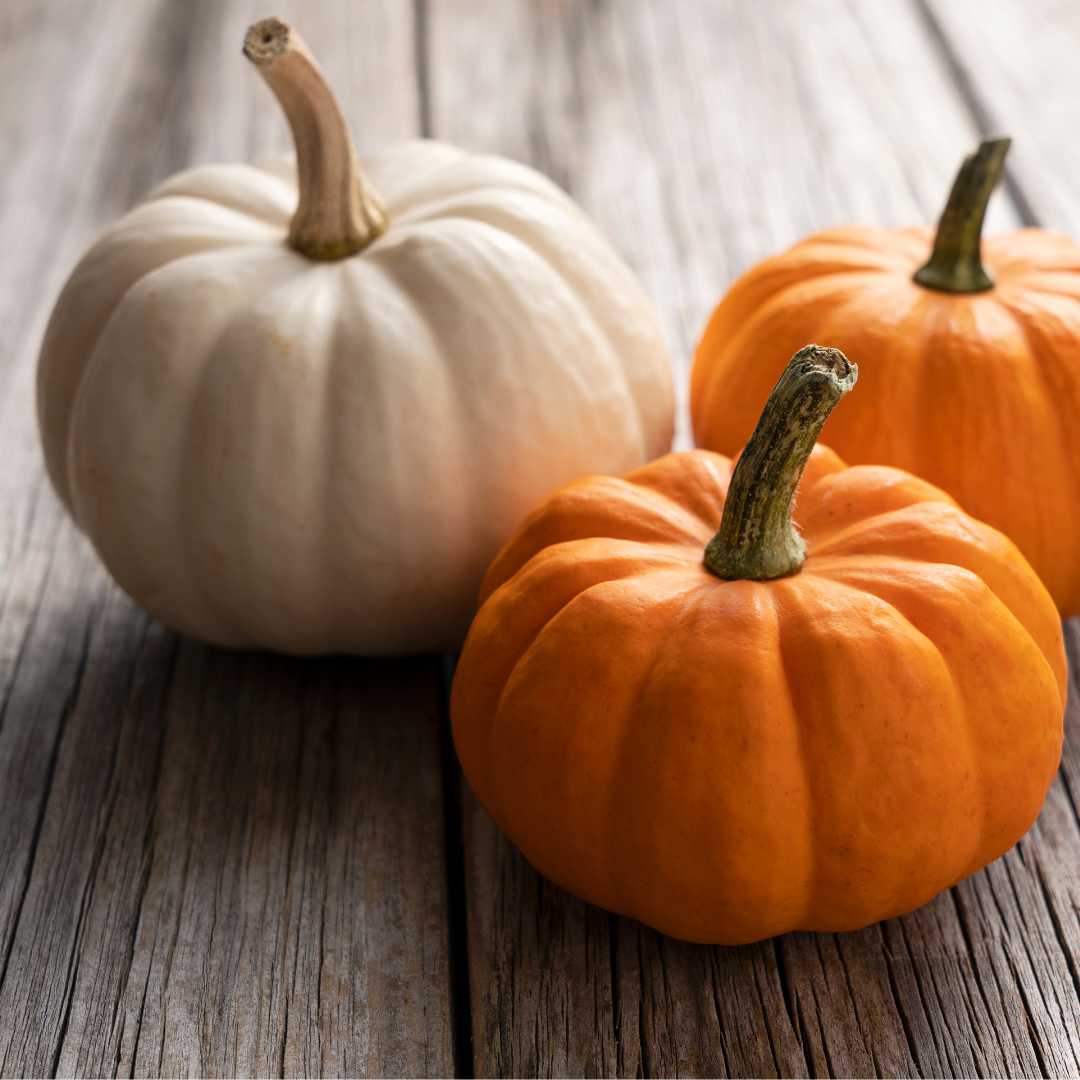 Coastal Pumpkin 6oz White Pumpkin Jar Candle
