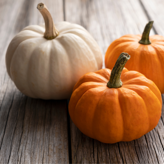Coastal Pumpkin 6oz White Pumpkin Jar Candle