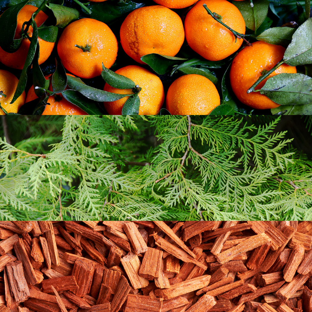 Witches Forest 14oz Pumpkin Jar Candle