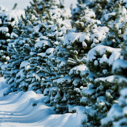 Christmas Tree Farm Soy Candle