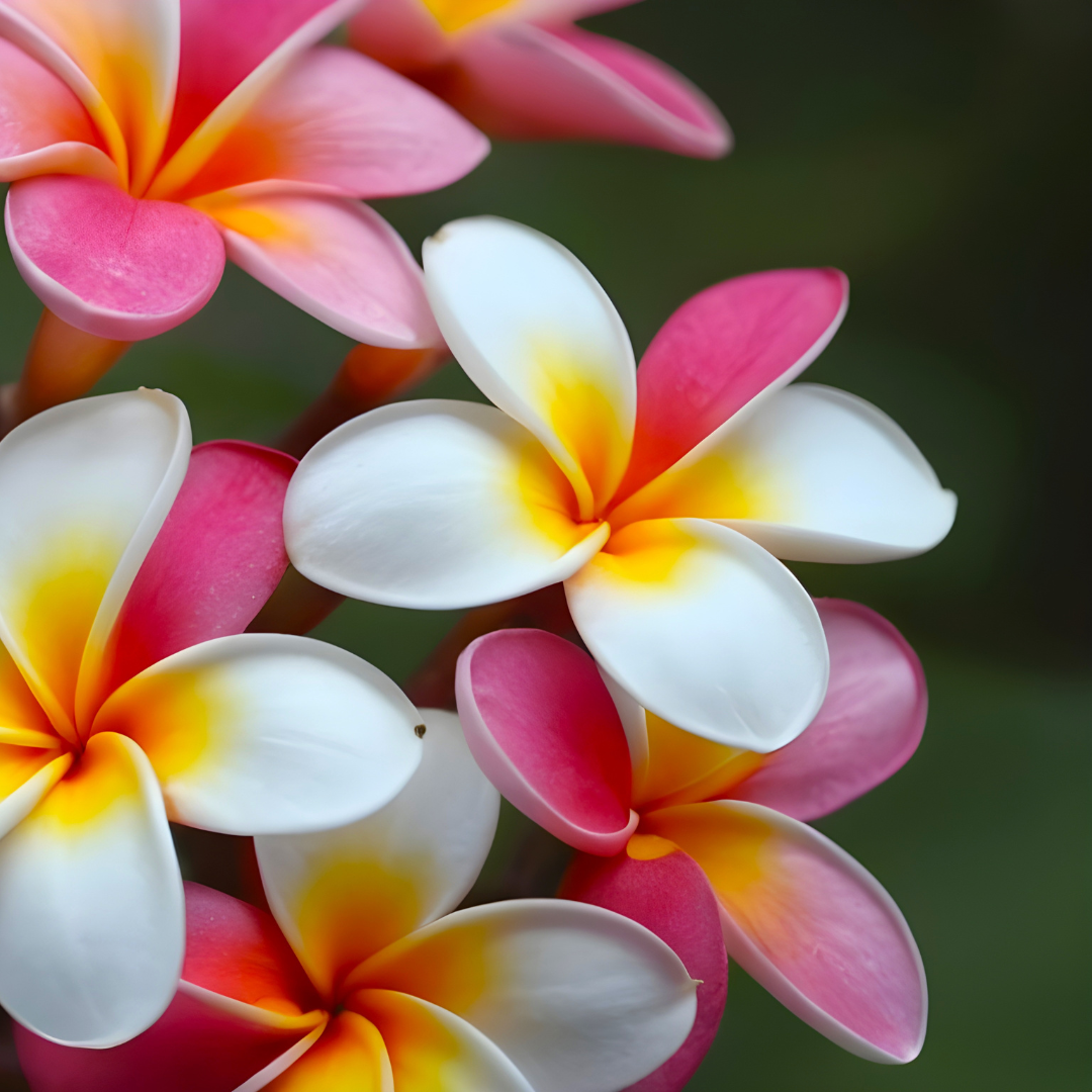 Hawaiian Plumeria 14oz Candle