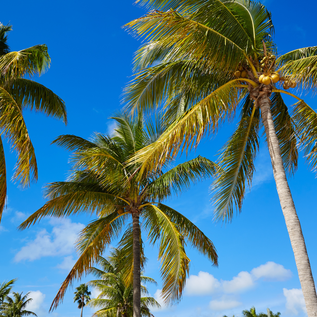 Key West Coconut Soy Candle