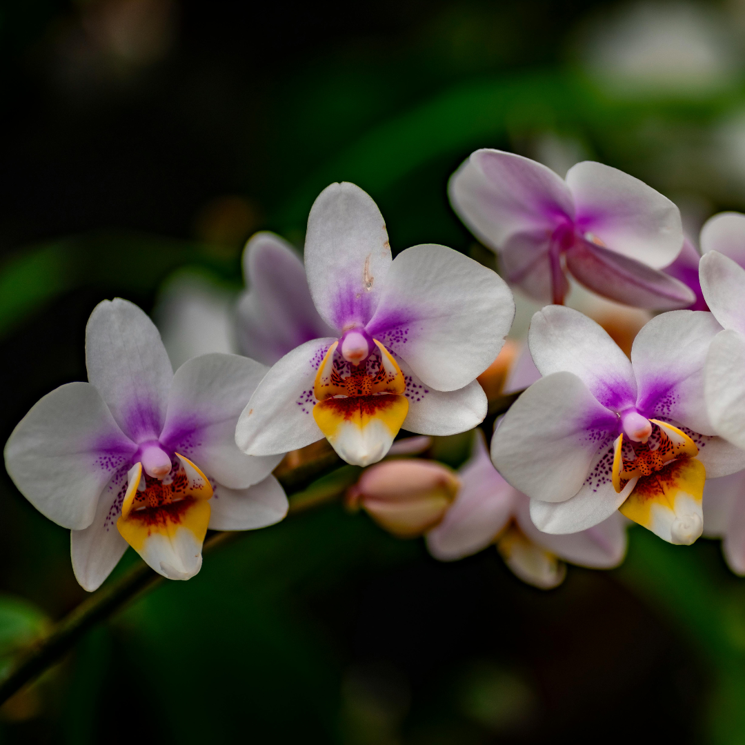 Ocean Orchid 14oz Candle AVAILABLE 3/16