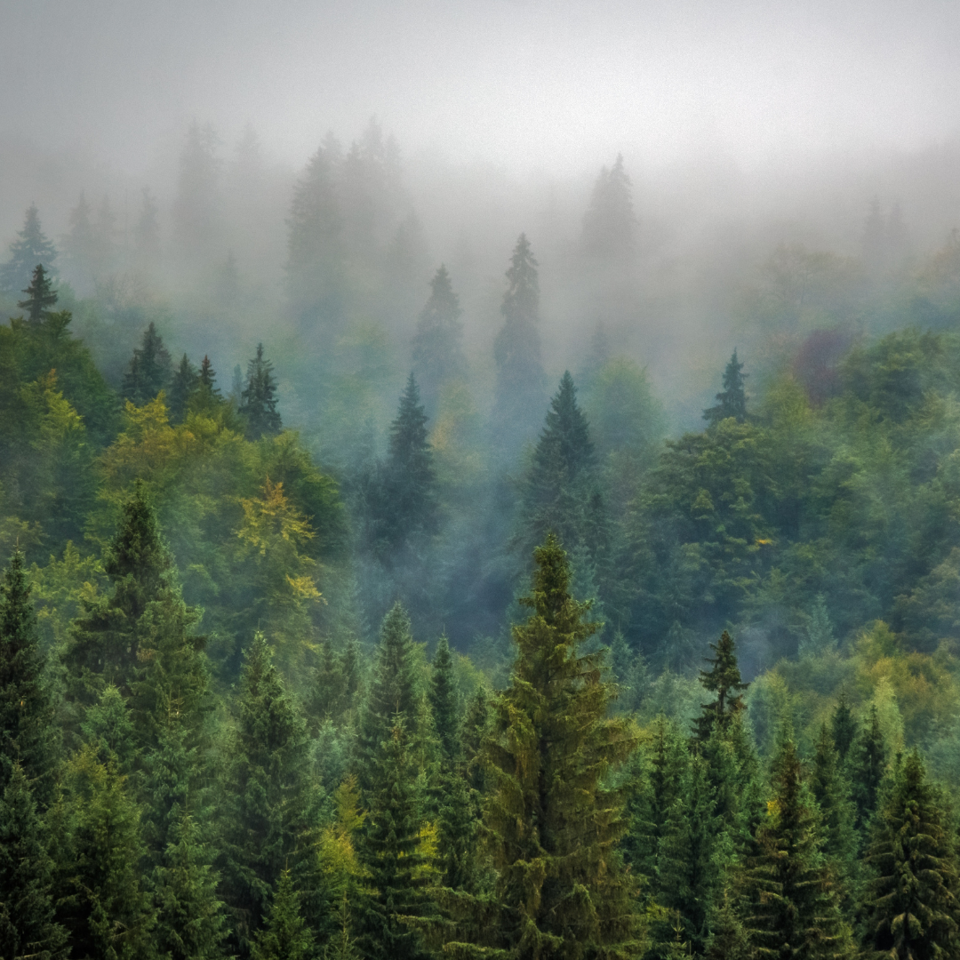 Fresh Balsam 14oz Candle