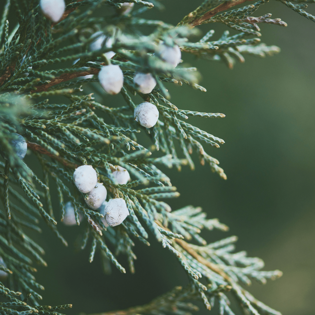 Frosted Juniper Berries Soy Candle in Apothecary Jar - Anderson Hill Candle Co.