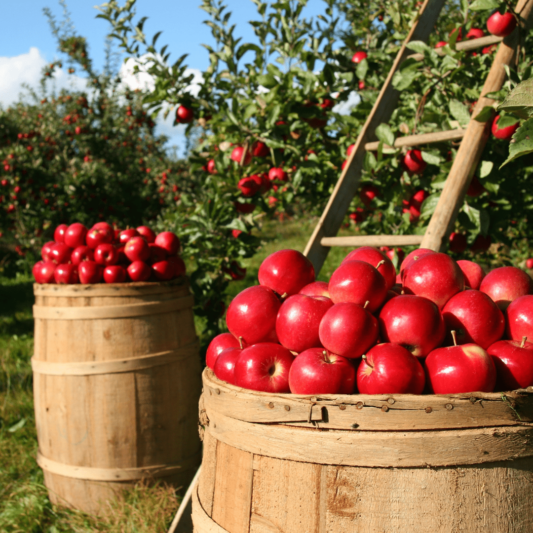 Macintosh Apple Soy Candle - Anderson Hill Candle Co.