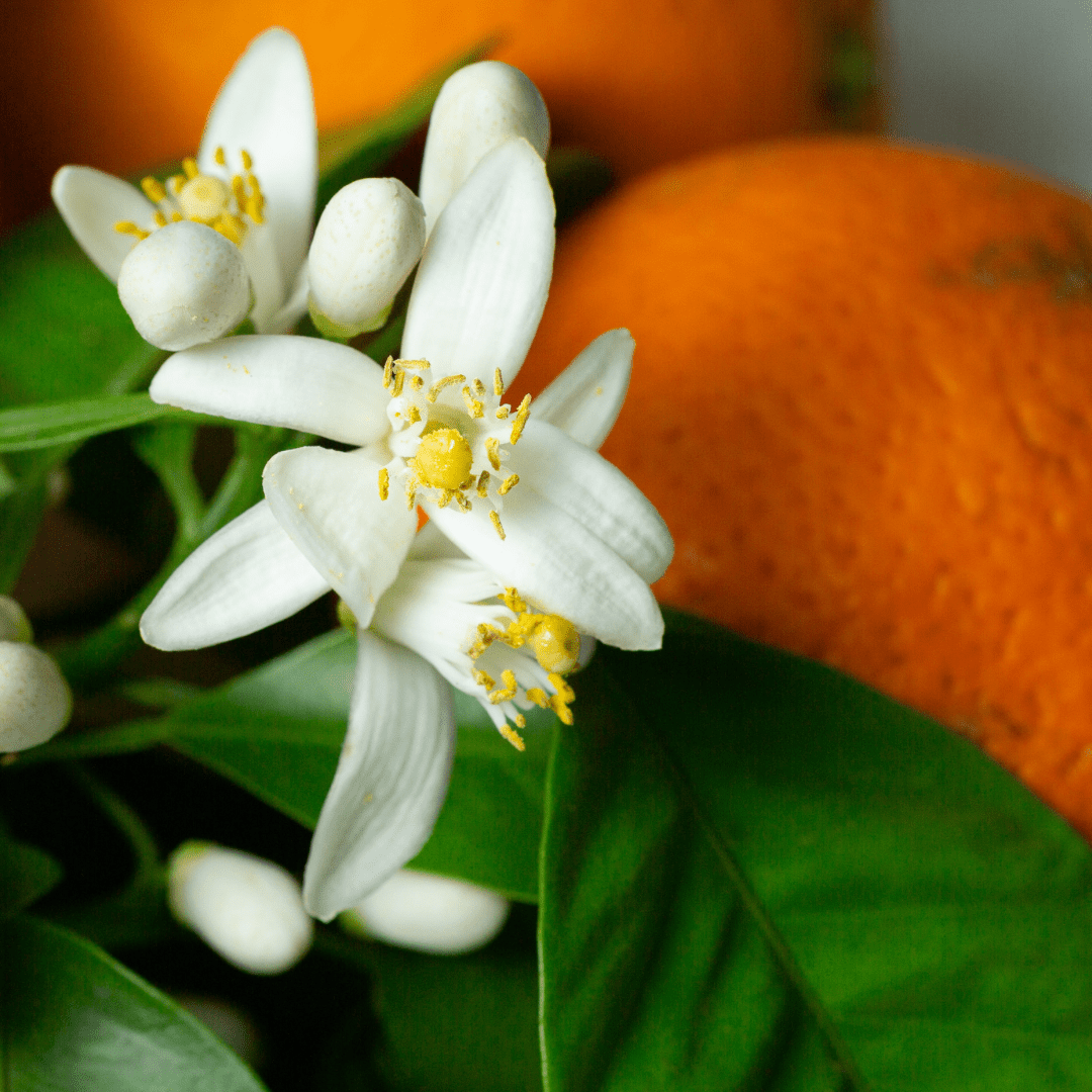 Orange Blossom Wax Melts - Anderson Hill Candle Co.